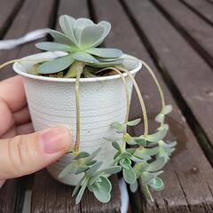 多肉植物の画像