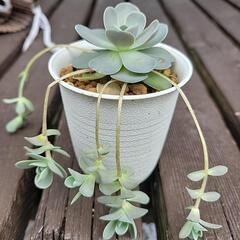 多肉植物