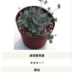 多肉植物の画像
