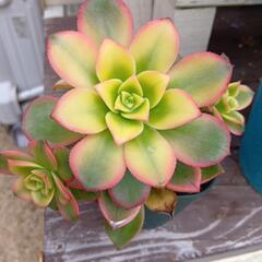 多肉植物　アエオニウム　夕映え5月末まで出品