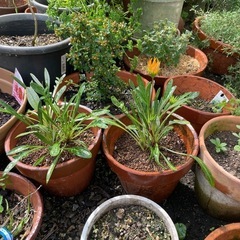 ガザニア　オレンジ色の画像