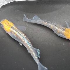 めだか🐟️界王ワンペア販売😍