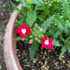 バーベナの画像