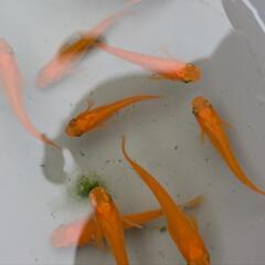 鶴崎楊貴妃めだか　卵25粒の画像