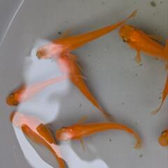 鶴崎楊貴妃めだか　卵25粒の画像