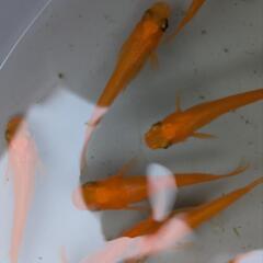 鶴崎楊貴妃めだか　卵25粒の画像