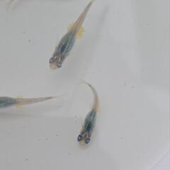 深海めだか　卵30粒