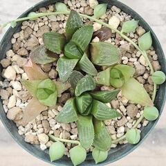 多肉植物　ハオルチア2種(緑鉢)