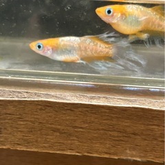 メダカ屋URUHA（ハイビスカス4匹　観賞用、掛け合わせ用）めだか