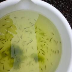 らんちゅう針子ハネの画像