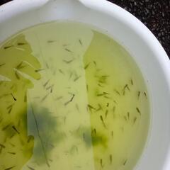 らんちゅう針子ハネの画像