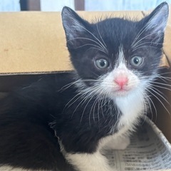 里親募集　生後1ヶ月以内の子猫　黒猫1匹と白猫2匹