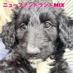 生後2ヶ月　ニューファンドランド　スタンプーMIX女の子