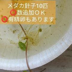 メダカの針子10匹 深海メダカとブルースターダストメダカのハーフ...