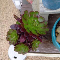 多肉植物　アエオニウム　黒法師多頭5月末まで出品