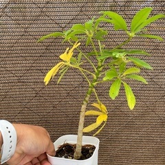 【観葉植物】シェフレラの画像