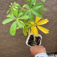 【観葉植物】シェフレラの画像