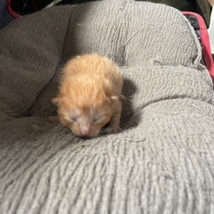子猫の里親さん募集
