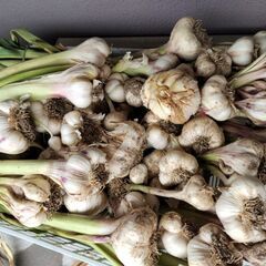 【無料】第61弾 穫れたて新鮮野菜
