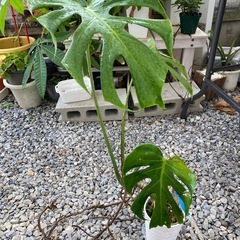 【観葉植物】モンステラ　の画像