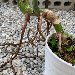 【観葉植物】モンステラ　の画像