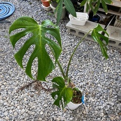 【観葉植物】モンステラ　