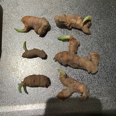 春ウコン☆種芋の画像