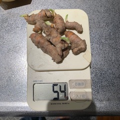 春ウコン☆種芋の画像