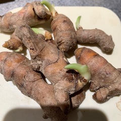 春ウコン☆種芋の画像