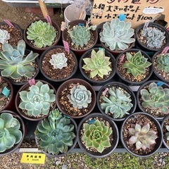ふなおミニファーマーズ　無人販売所　5/25