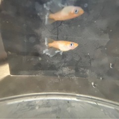 メダカ屋URUHA「ヒネム」1ペア（数に限りあり）めだか