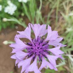 畑のお花をあげますので、畑の片付けを手伝ってもらえませんか？少しでも良いので、協力してくれる方 − 神奈川県