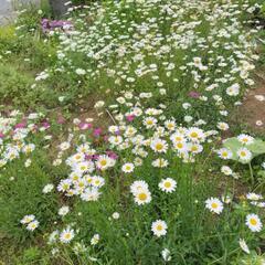 畑のお花をあげますので、畑の片付けを手伝ってもらえませんか？少しでも良いので、協力してくれる方 - 南足柄市