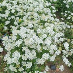 畑のお花をあげますので、畑の片付けを手伝ってもらえませんか？少し...