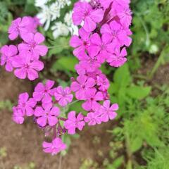 畑のお花をあげますので、畑の片付けを手伝ってもらえませんか？少しでも良いので、協力してくれる方 - 手伝って/助けて