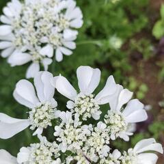 畑のお花をあげますので、畑の片付けを手伝ってもらえませんか？少しでも良いので、協力してくれる方 - 助け合い