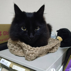長毛黒猫　雄　去勢済み　5月24日夜23時　脱走