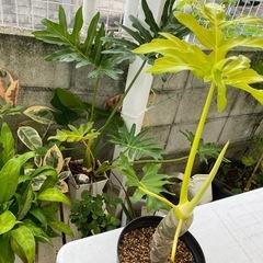 【観葉植物】セロームの画像
