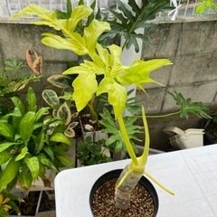 【観葉植物】セローム