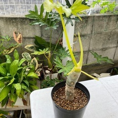 【観葉植物】セロームの画像