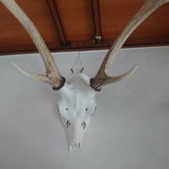 鹿頭蓋骨の画像