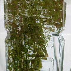 ロタラの束 水草 期間限定 現品 #アクアリウム#水槽#アクアリウム#淡水#ビオトープ#水生植物#陽性水草#メダカ#ヌマエビ#貝類#めだかの画像