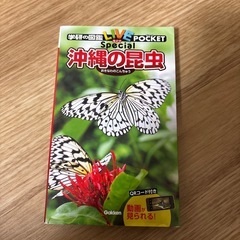 沖縄の昆虫　本