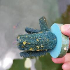 改良メダカ有精卵ミックス30個+α