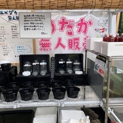 メダカ 無人販売！ メダカ 補充しました！