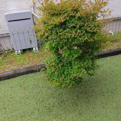 小さな木の画像