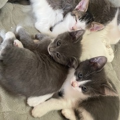 申し込み多数の為現時点での問い合わせで締め切らせていただきます。 - 猫