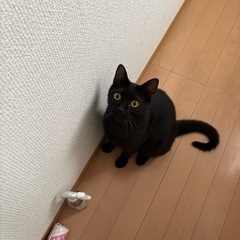 黒猫 1歳