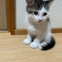 申し込み多数の為現時点での問い合わせで締め切らせていただきます。 − 群馬県