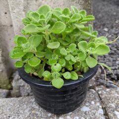 ハーブ🌿アロマティカス　良い香りの植物✨